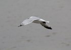 Ring-billed Gull (9)