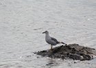 Ring-billed Gull