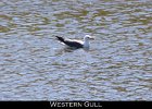033 - 368 Western Gull