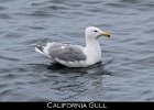 033 - 370 California Gull