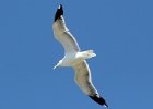 101California Gull