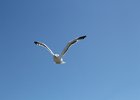 California Gull (1)