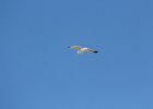 California Gull (10)