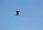 California Gull (12)