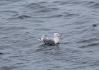California Gull (13)