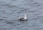 California Gull (14)