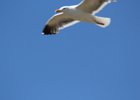 California Gull (4)