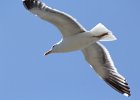 California Gull (5)
