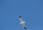 California Gull (9)
