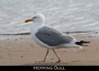 033 - 371 Herring Gull