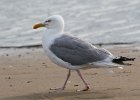 101Herring Gull