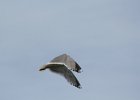 Herring Gull (1)