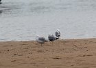 Herring Gull (10)