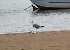 Herring Gull (11)