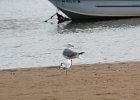 Herring Gull (12)