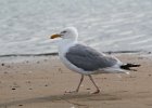 Herring Gull (13)