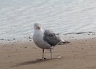 Herring Gull (14)