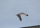 Herring Gull (3)