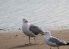 Herring Gull (4)