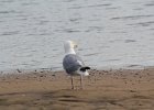 Herring Gull (5)