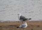 Herring Gull (6)