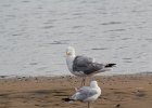 Herring Gull (7)