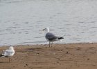 Herring Gull (9)