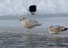 101Iceland Gull (32)