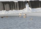 Iceland Gull (1)