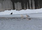 Iceland Gull (14)