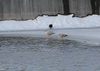 Iceland Gull (17)