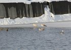 Iceland Gull (2)