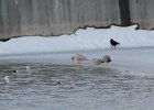 Iceland Gull (29)