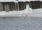 Iceland Gull (3)