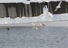 Iceland Gull (4)