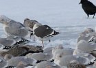 Lesser Black-backed Gull (27)