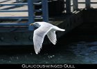 033 - 377 Glaucous-winged Gull