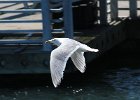 101Glaucous-winged Gull