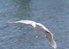 Glaucous-winged Gull (1)