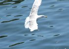 Glaucous-winged Gull (10)