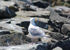 Glaucous-winged Gull (11)