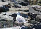 Glaucous-winged Gull (12)