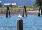 Glaucous-winged Gull (13)
