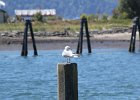 Glaucous-winged Gull (14)