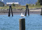Glaucous-winged Gull (15)
