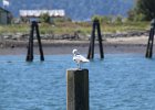 Glaucous-winged Gull (16)