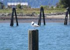 Glaucous-winged Gull (17)