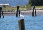 Glaucous-winged Gull (18)