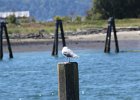 Glaucous-winged Gull (19)