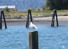 Glaucous-winged Gull (20)